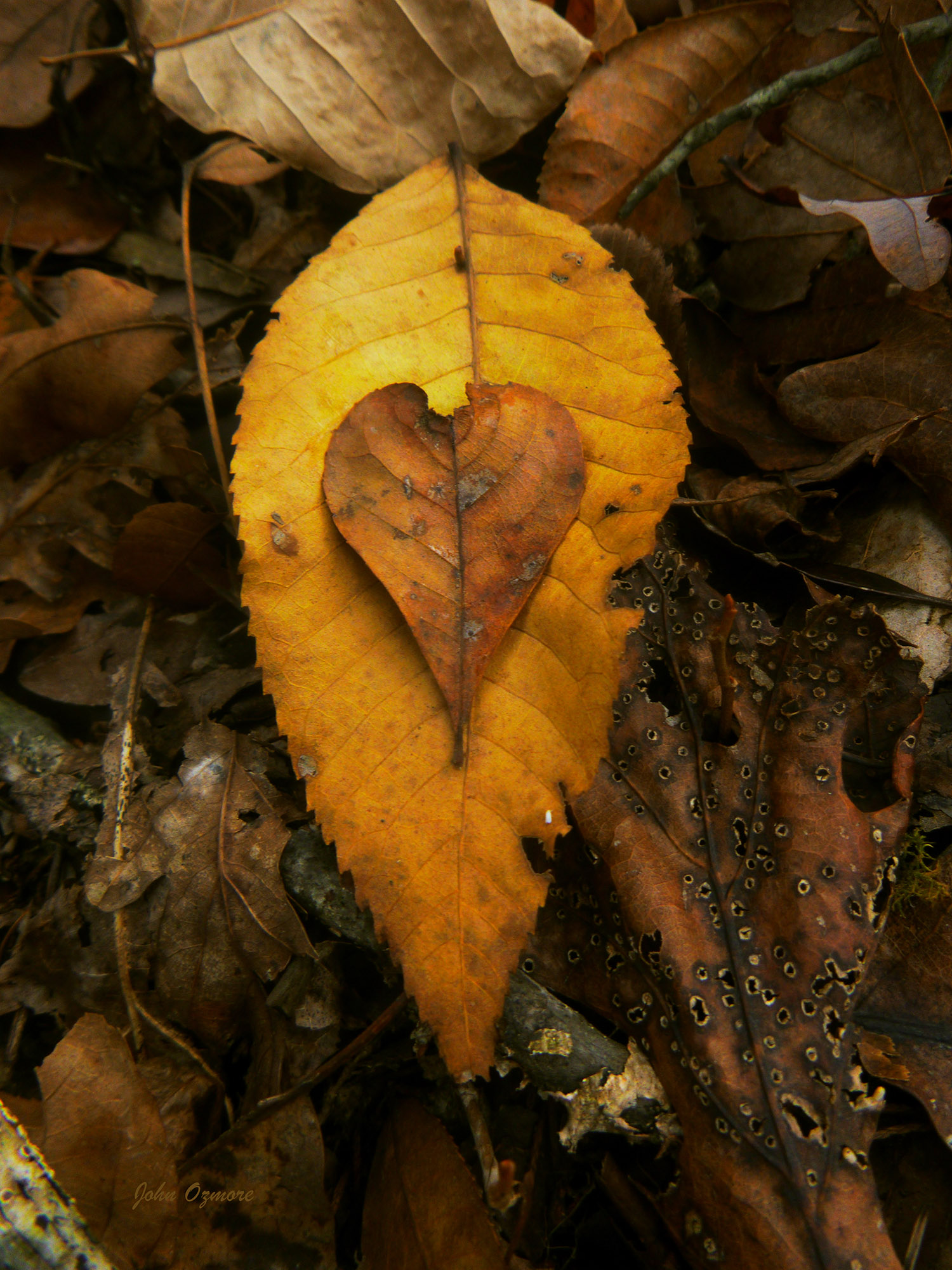 Heart of Leaves